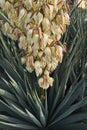 Yucca gloriosa in bloom Royalty Free Stock Photo