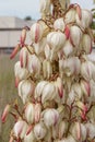 Yucca gloriosa blooming