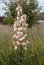 Yucca gloriosa blooming