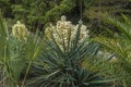 Blooming Yucca gloriosa in the landscape park Royalty Free Stock Photo
