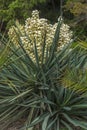Blooming Yucca gloriosa in the landscape park Royalty Free Stock Photo