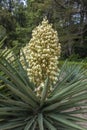 Blooming Yucca gloriosa in the landscape park Royalty Free Stock Photo