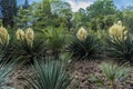 Blooming Yucca gloriosa in the landscape park
