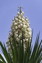 Yucca Gloriosa evergreen succulent cactus shrub also called Spanish Dagger white flowers closeup