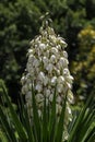 Yucca Gloriosa evergreen succulent cactus shrub also called Spanish Dagger white flowers closeup Royalty Free Stock Photo