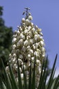 Yucca Gloriosa evergreen succulent cactus shrub also called Spanish Dagger white flowers closeup Royalty Free Stock Photo