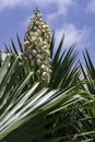 Yucca Gloriosa evergreen succulent cactus shrub also called Spanish Dagger white flowers closeup Royalty Free Stock Photo