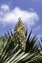 Yucca Gloriosa evergreen succulent cactus shrub also called Spanish Dagger white flowers closeup Royalty Free Stock Photo