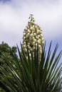 Yucca Gloriosa evergreen succulent cactus shrub also called Spanish Dagger white flowers closeup Royalty Free Stock Photo