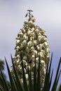 Yucca Gloriosa evergreen succulent cactus shrub also called Spanish Dagger white flowers closeup Royalty Free Stock Photo