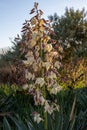 Yucca gloriosa Royalty Free Stock Photo