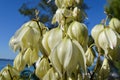 Yucca gloriosa flowers