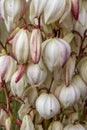 Yucca gloriosa flowers