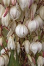 Yucca gloriosa flowers