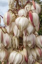 Yucca gloriosa flowers