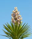 Yucca Gloriosa