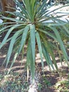 Yucca glorious lat. Yucca gloriosa is a perennial evergreen monoecious plant. A perennial evergreen plant or small tree Royalty Free Stock Photo