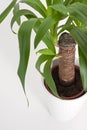 Yucca house plant Royalty Free Stock Photo