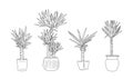 Yucca house plant vector hand drawn vector set. Royalty Free Stock Photo