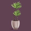 Yucca houseplant in a clay pot on