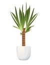 Yucca houseplant in white ceramic pot vector illustration isolated on white background