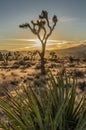 Yucca with Joshua Tree Sun Set Desert Scene Royalty Free Stock Photo