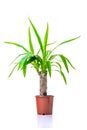 Yucca. Ornamental green plant for home interior grown in a pot, isolated on white background