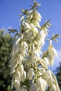 Yucca, ornamental plant with white flowers on a background of blue sky