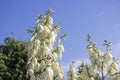 Yucca, ornamental plant with white flowers on a background of blue sky