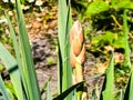 Yucca palm with buds on the stem. Long green leaves. Plant for the outdoor garden Royalty Free Stock Photo