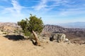 Yucca palm in Joshua Tree National Park, San Andreas Fault, Cali Royalty Free Stock Photo