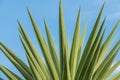 Yucca palm tree elephantipes outdoors Royalty Free Stock Photo