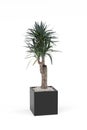 Yucca Palm in a pot isolated in white background - 3d