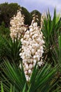 Yucca Patch Royalty Free Stock Photo
