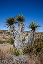 Yucca Plant