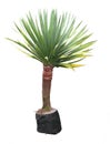 Yucca Plant