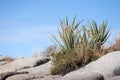 Yucca plant