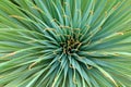 Yucca plant Royalty Free Stock Photo