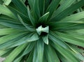 Yucca plant