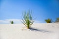 Yucca Plant in the Desert-2 Royalty Free Stock Photo