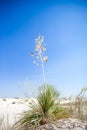 Yucca Plant in the Desert-3 Royalty Free Stock Photo