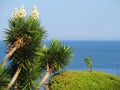 Yucca plant on a background of the sea.