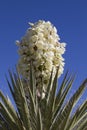 Yucca plant in bloom