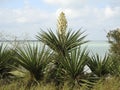 Yucca Plant in Bloom