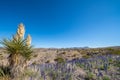 Yucca plant and blue bonnets on the desert floor Royalty Free Stock Photo