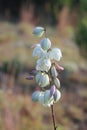 Yucca plant buds and flowers with blurred background. Royalty Free Stock Photo