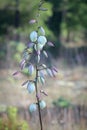 Yucca plant buds and flowers. Royalty Free Stock Photo