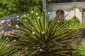 A Yucca plant decorated with eggshells in St Georges, Grenada Royalty Free Stock Photo