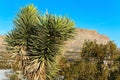 Yucca Plant in Desert of southern Nevada Royalty Free Stock Photo