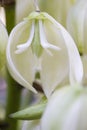 Yucca plant flower Royalty Free Stock Photo